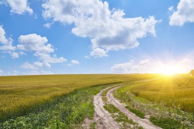 güneşli yerde yol buğday alanında. Yaz peyzaj