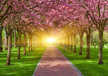 Sakura Kiraz Çiçeği Sokağı. Baharda çiçek açan kiraz ağaçları ve yeşil çimlerle muhteşem manzaralı bir park. Kiraz ağacının pembe çiçekleri.