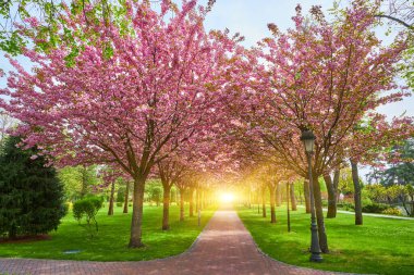 Parkta çiçek açan sakura ağaçlarıyla güzel bir bahar manzarası