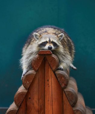 Ahşap kapının önünde yatan komik tembel rakun.