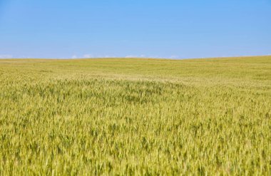 Derin mavi gökyüzünün altındaki sarı alan. Panoramik görünüm