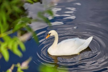 Neden güzel kuğu Yüzme Havuz ripples
