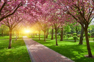 Parkta çiçek açan sakura ağaçlarıyla güzel bir bahar manzarası