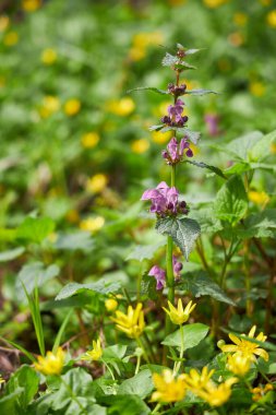 Gün batımı, Bahar doğa zemin üzerine yeşil orman çiçekli