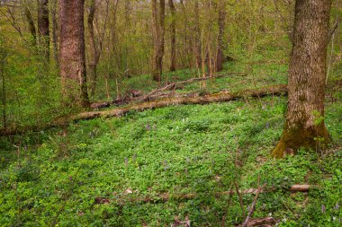 Gün batımı, Bahar doğa zemin üzerine yeşil orman çiçekli
