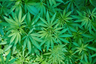 Esrar Dokusunu Marihuana Yaprak Yığını Arkaplanı Düz Vintage Biçimli