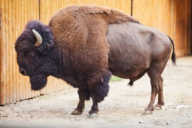 The bison costs in the shelter of a zoo, a side view clipart