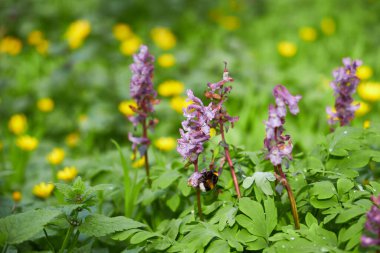 Gün batımı, Bahar doğa zemin üzerine yeşil orman çiçekli