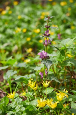 Erken baharda çiçek açması mantarı çiçek orman içinde. Doğada Güzellik.