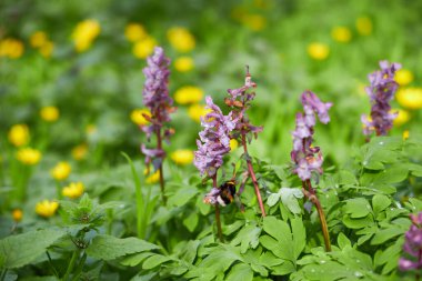 Erken baharda çiçek açması mantarı çiçek orman içinde. Doğada Güzellik.