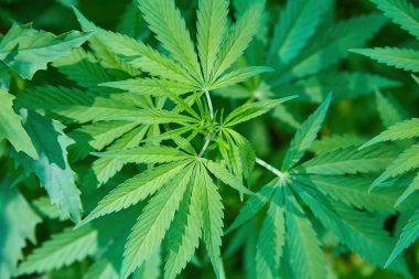 Esrar bitki örtüsü, arka plan duvar kağıdı bir full frame