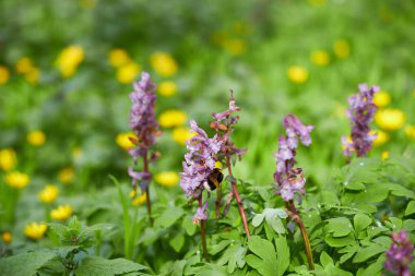 Erken baharda çiçek açması mantarı çiçek orman içinde. Doğada Güzellik.