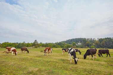 Berrak mavi bir gökyüzünün altında yemyeşil bir çayırda otlayan benekli ineklerin yer aldığı pastoral bir manzara. Kırsal kesimin sakin ve sakin atmosferi aşikar ve bu huzurlu ortamda insan kendini rahat hissetmeden edemiyor..