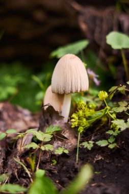 Orman çöpündeki orman mantarları, doğa geçmişi.
