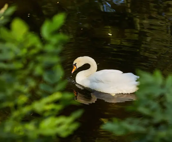 stock image Swan in spring, beautiful waterfowl Swan on the lake in the spring, lake or river with a Swan