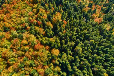 Sonbahar ormanı üzerindeki hava aracı görüntüsü. Ormanda renkli ağaçlar. Sonbahar arka planı, yukarıdan sonbahar ağaçlarıyla güzel orman manzarasının hava aracı görüntüsü..