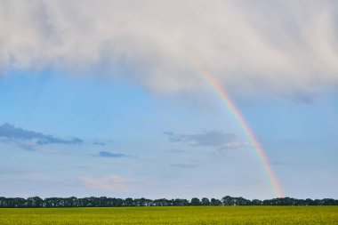 Büyük tecavüz tarlaları ve mavi gökkuşağı ile bahar tarım manzarası