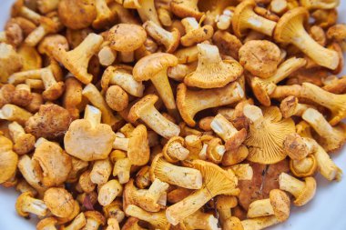 Chanterelles, yemek resmi chanterelle Mantar Arkaplanı