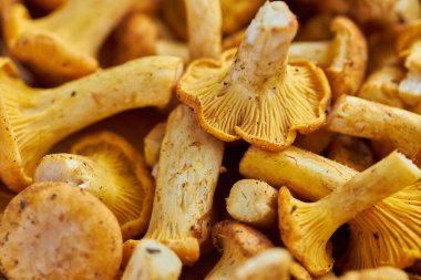 Chanterelles, yemek resmi chanterelle Mantar Arkaplanı