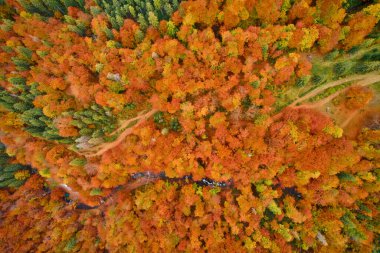 Sonbahar ormanı üzerindeki hava aracı görüntüsü. Ormanda renkli ağaçlar. Sonbahar ormanı geçmişi