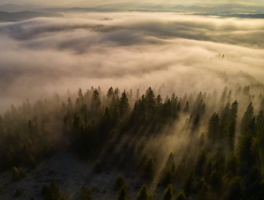 Sisin içindeki dağda sonbahar ormanı. Hava aracı görünümü.