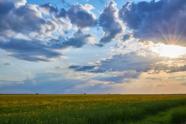 Agricultural flowering rapeseed field at sunset or sunrise. Rural landscape.