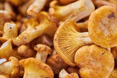 Mantar arka planı. Chanterelles mantarları ormanda toplandı.