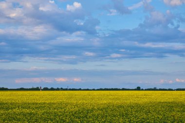 Sarı kolza tohumu ya da Brassica Napus çiçekleri üzerinde güzel bir gökkuşağı manzarası
