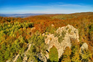 Sonbahar ormanı üzerindeki hava aracı görüntüsü. Ormanda renkli ağaçlar. Sonbahar arka planı, yukarıdan sonbahar ağaçlarıyla güzel orman manzarasının hava aracı görüntüsü..