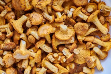 Mantar arka planı. Chanterelles mantarları ormanda toplandı.