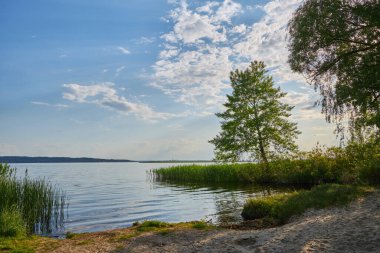 Rüzgarsız havada güzel göl manzarası Yazın bulutlu bir günde yeşil sazlıklar