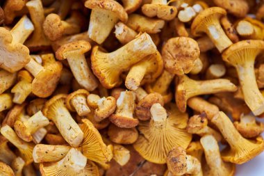 Mantar arka planı. Chanterelles mantarları ormanda toplandı.