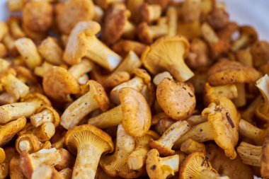 Mantar arka planı. Chanterelles mantarları ormanda toplandı.