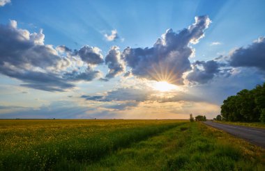 Agricultural flowering rapeseed field at sunset or sunrise. Rural landscape.