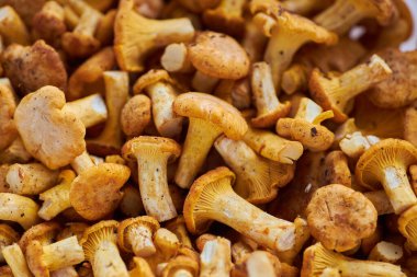 Mantar arka planı. Chanterelles mantarları ormanda toplandı.