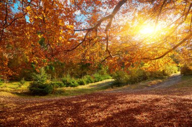 Dağların sonbahar manzarası renkli ormanlarla dolu.