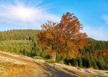 Dağların sonbahar manzarası renkli ormanlarla dolu.