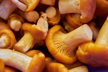 Yaz mantarı zamanı. Yıkanmış ve soyulmuş altın çelenkler