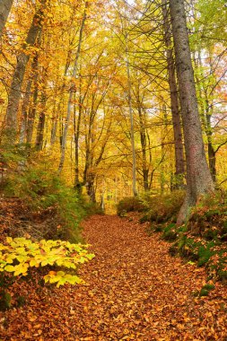 Güzel renkli sonbahar yaprakları, yeşil, sarı, turuncu kırmızı topluluğu