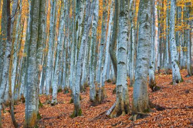 Güzel renkli sonbahar yaprakları, yeşil, sarı, turuncu kırmızı topluluğu