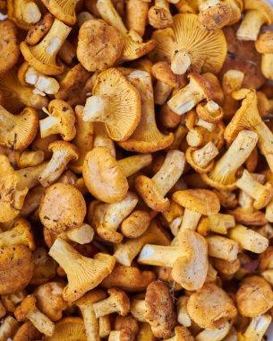 Chanterelles, yemek resmi chanterelle Mantar Arkaplanı