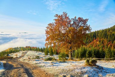 Dağların sonbahar manzarası renkli ormanlarla dolu.