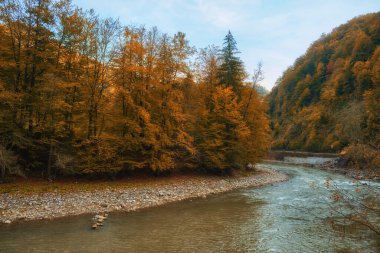 Dar bir dağ nehri büyüleyici bir sonbahar kayın ormanının içinden hızla akar ve büyüleyici bir manzara yaratır. Sonbaharın canlı renkleri engebeli kayalıklarla çevrili parıldayan suları yansıtır..