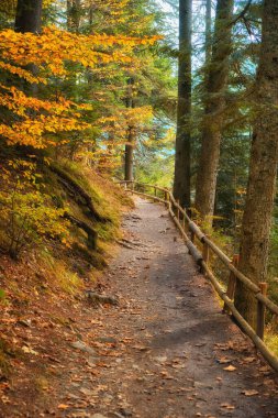 Güz mevsiminin canlı renklerinde, resim gibi bir göl boyunca esen orman yolunda sakin bir yolculuğa çıkın. Ahşap çit, görkemli ormanın büyüleyici güzelliğini gözler önüne sererken adımlarınıza zarifçe rehberlik eder. Kendini batır. 