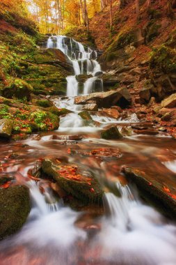 Karanlık sonbahar ormanında bir nehir. Karanlık sonbahar doğa manzarası