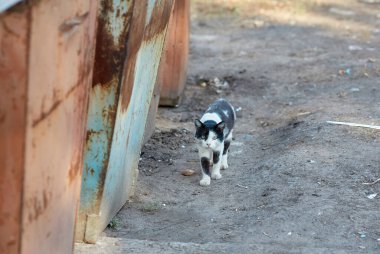 Sokak kedileri sokakta yemek yiyor. Gönüllüler tarafından verilen yiyecekleri yiyen bir grup evsiz ve aç sokak kedisi. Bir grup yabani kediyi beslemek, hayvan koruma ve evlat edinme kavramı.