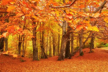 Güzel renkli sonbahar yaprakları, yeşil, sarı, turuncu kırmızı topluluğu