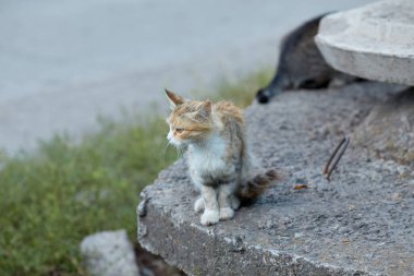 Sokak kedileri sokakta yemek yiyor. Gönüllüler tarafından verilen yiyecekleri yiyen bir grup evsiz ve aç sokak kedisi. Bir grup yabani kediyi beslemek, hayvan koruma ve evlat edinme kavramı.