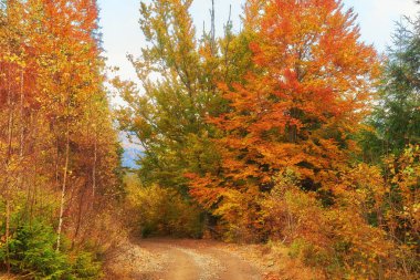Dağların sonbahar manzarası renkli ormanlarla dolu.