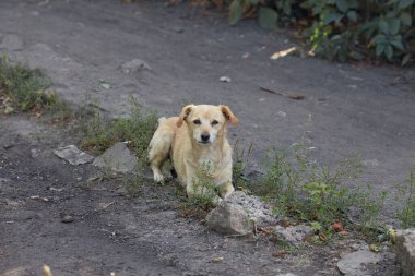 Üzgün gözlü, yiyecek arayan küçük evsiz köpek yavrusu.